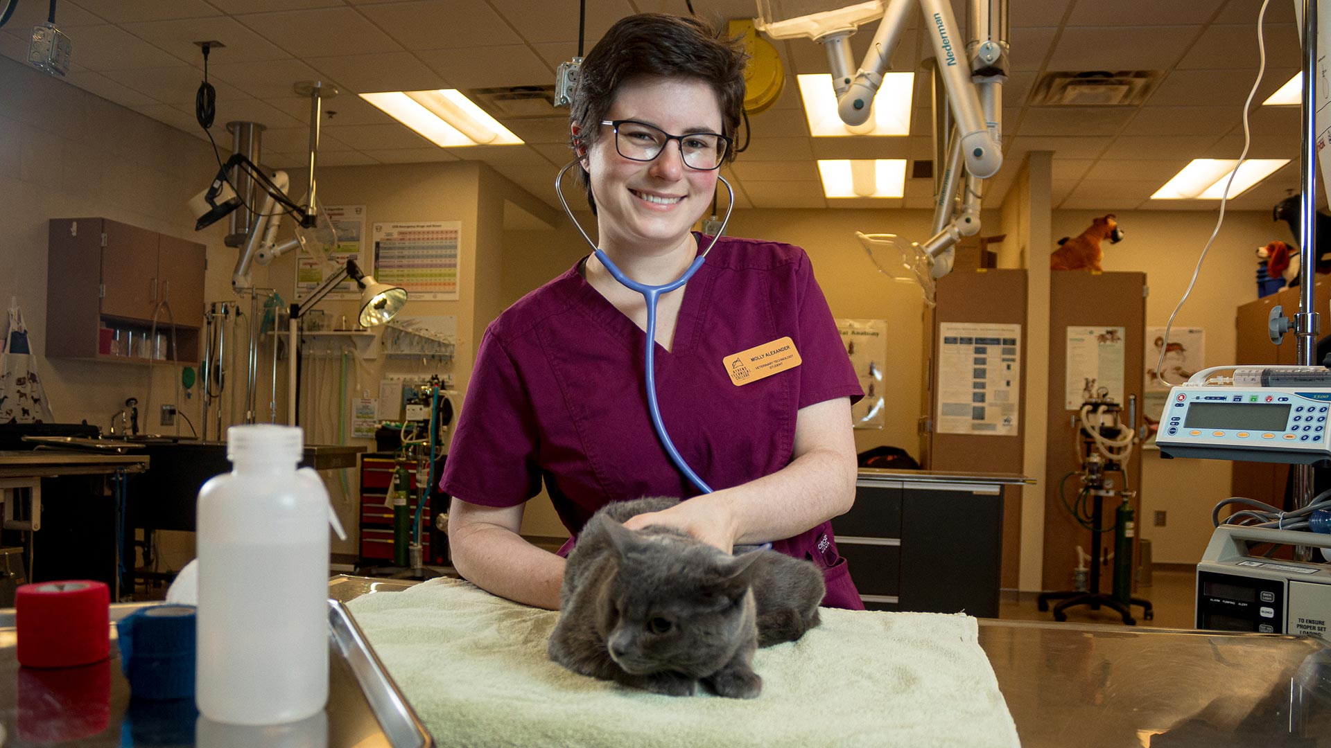 female student holding grey cat on operating table - vet tech