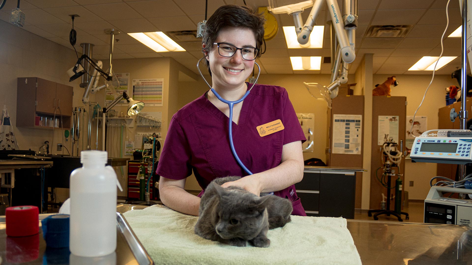 female student holding grey cat on operating table - vet tech